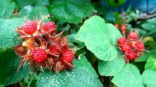 Unusual fruit growing  Wineberry [upl. by Ttezzil]