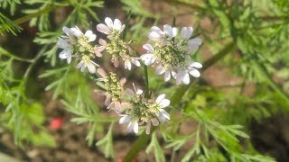 Coriandrum sativum  Fam Apiaceae  Coriander  Heterophylly  Stylopodium  Epigynous flower [upl. by Shear]