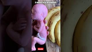 6 months fetal development baby week cute pregnancysymptoms motivation pregnancytips [upl. by Jewett]