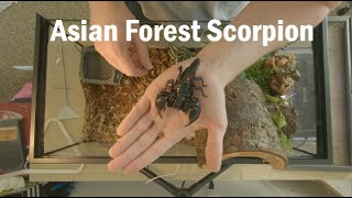 Asian Forest Scorpion Care [upl. by Novla296]