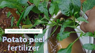 Nutrient rich liquid fertilizer  Benefits of potato peels  Potato peel fertilizer [upl. by Beedon953]