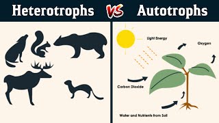 Autotrophs and heterotrophs in Hindi [upl. by Ekenna]