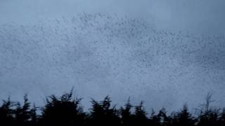 Starling murmuration over Kettering General HospitalWindermere road [upl. by Annert]