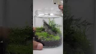 Memberikan Air Pada Terrarium shortvideo nature terrarium paludariumindonesia vivarium fyp [upl. by Ellehcyar]