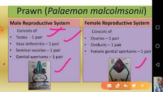 Prawn Reproductive System [upl. by Burlie]