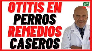 🟢 Otitis en Perros Como Curar con Remedios Caseros 🟢 ¿Mi perro tiene Otitis qué le puedo dar [upl. by Tsugua]