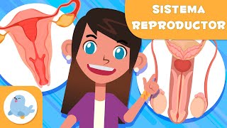 SISTEMA REPRODUCTOR FEMENINO y MASCULINO 👧👦 Ciencias para niños [upl. by Massimiliano]