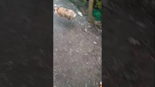 Stampertje has the zoomies bunny bunnyantics rabbit cute crazy zoomies funny [upl. by Arlana]