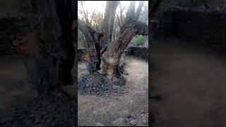 scary Tree 🤢🤢🤢🌴🌴 🌴 horrorsounds ghost bhoot horrorsoundeffect ghostsoundeffect ghostvoice [upl. by Cappello]