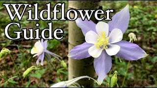 Wildflower guide to the Rocky Mountains  Colorado wildflowers identification [upl. by Niram399]