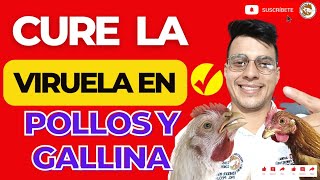 🤕COMO PREVENIR Y CURAR LA VIRUELA EN POLLOS Y GALLINAS🥵TODO SOBRE LA VIRUELA AVIAR TRATAMIENTO🥇 [upl. by Sitruk]