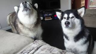 Stubborn alaskan Malamute talks back [upl. by Ahsekram]