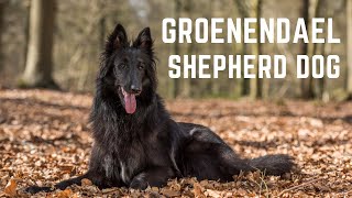 Groenendael Shepherd dogs The Groenendael Belgian Shepherd History Appearance and health [upl. by Mialliw]