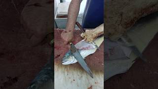 Queenfish filleting by fish cutting expert Parviz Khan [upl. by Acinomad]