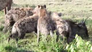 Spotted hyenas hunting a young wildebeest [upl. by Darum]