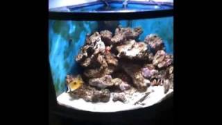 How to Introduce Zoanthids to a reef tank [upl. by Odrarebe]