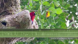 Eclectus Parrot Sounds amp Calls [upl. by Canotas]