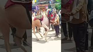 ghoda ghodi viralvideo ghodadance horse horselover newsong music love new singer [upl. by Harden705]