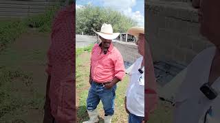 La crianza y cuidado de borregos no es fácil pero es buen negocio shorts borrego campo rancho [upl. by Beeson]