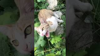 Cat attracting sounds catsbeauty catmeow catmommy adorablemeows catsound catoftheday [upl. by Acina]