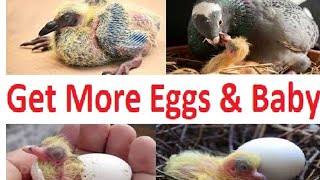 How to get more eggs amp Baby from Pigeon pigeon [upl. by Boggs27]