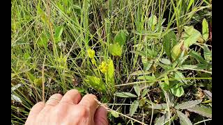 Liparis loeselii  fen orchid  hlízovec Loeselův  240729 [upl. by Owiat351]