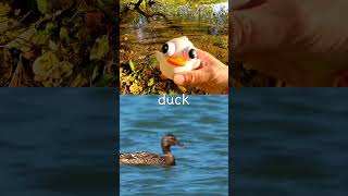 Animal Learning  Animal Names at the Lake for Kids Rabbit Duck Mouse Crocodile Parrot [upl. by Dore]