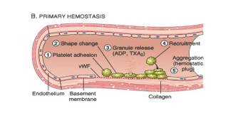 HEMATOLOGIE HEMOSTASE PRIMAIRE [upl. by Nauhs]