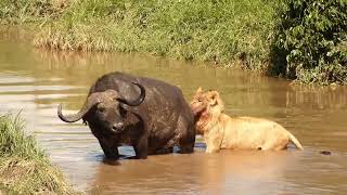 Lions eat buffalo in the river [upl. by Kcired831]