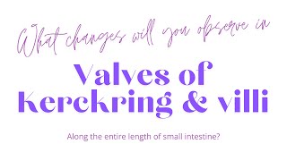 Changes in valves of Kerckring and villi along the length of small intestine anatomy viscera [upl. by Newman]