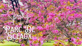 Cherry Blossoms at Parc De SCEAUX France  Less than 1 Hour Drive from PARIS  French Spring Vibes [upl. by Anhcar243]