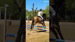 Ein erfolg reiches tornier 3ter in 60cm horse horsetraining equestrian showjumping pony [upl. by Levins105]