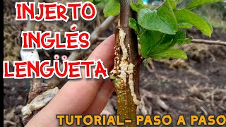 INJERTO INGLÉS O LENGÚETA  TUTORIAL PARA INJERTAR FRUTALES PASO A PASO FACÍL  METODO EXITOSO [upl. by Asilej]