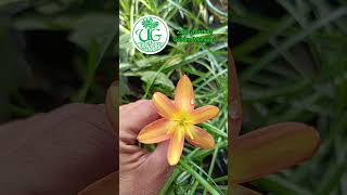 Zephyranthes Golden Manggo [upl. by Femi172]