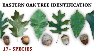 Oak Tree amp Acorn Identification for Deer Hunters [upl. by Shell]