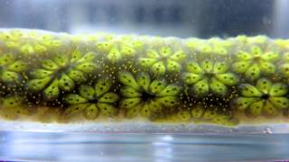 Star ascidian Botryllus schlosseri timelapse [upl. by Notxap666]