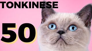 50 interesting facts about Tonkinese cat  Tonkinese Everything you need to know [upl. by Fevre]