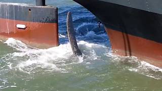 Propeller Turning USS Jerehmiah OBrien Liberty Military Ship San Francisco CA [upl. by Huda]