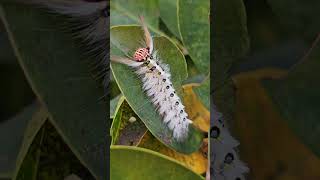 3 Species Catterpillar on Ixora coccinia [upl. by Bainter]