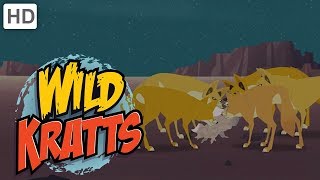 Wild Kratts  Creatures of the Night [upl. by Washington]