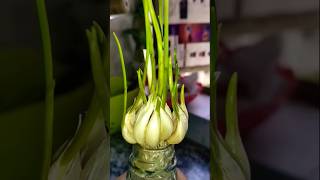 Lahsun ugane ka sabse asan tarika kitchenhacks garlic kitchentips kitchengardening ytshorts [upl. by Godfree768]