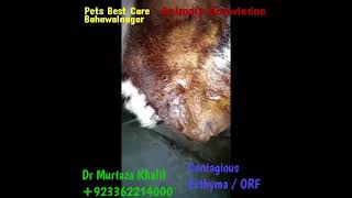 PPR Vs Contagious ecthyma disease  Goat 2 viruse disease Treatment  Goat farming  Dr Murtaza [upl. by Strephonn72]