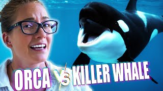 Why Are Orcas Called Killer Whales When Theyre Dolphins [upl. by Ireland740]