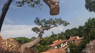 Pine tree removal over the wire ⚡️ ⚠️ 🌲 🪓 [upl. by Oirifrop423]