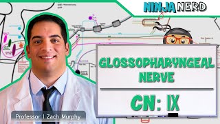 Neurology  Glossopharyngeal Nerve Cranial Nerve IX [upl. by Pierce35]