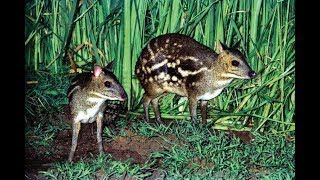 Exotic Indian Chevrotain In Mysore Zoo [upl. by Malinin]