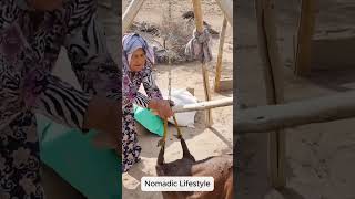 Iranian nomadic life traditional methods of butter and buttermilk production by churning [upl. by Auqenahs]