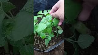 Tanaman Catmint atau catnip catmint catnip kucing cat anabul tanamanherbal fyp viral [upl. by Odragde309]