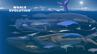 Whale Evolution  Whale Size Comparison Living and Extinct  Prehistoric Whales [upl. by Hannad]