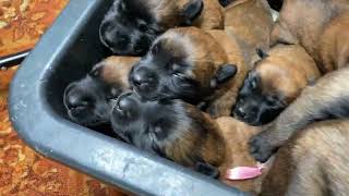 Puppies crying The sound that all dogs love Belgian Malinois [upl. by Atselec]